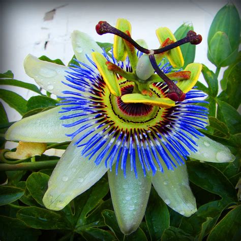 Passiflora caerulea (Bluecrown Passionflower, Blue Passionflower ...