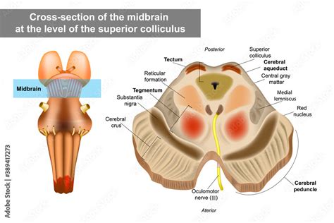 Midbrain Or Mesencephalon Anatomy Illustration Cross Section Of The