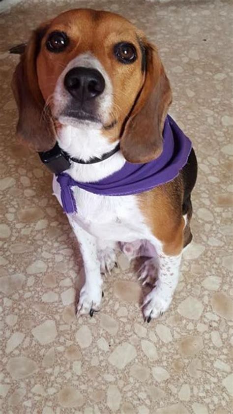 Jack Was Walking This Saturday Purple And Proud Corgi Beagle Animals