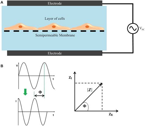 Teer Measurement Techniques For In Vitro Barrier Model Systems Balaji