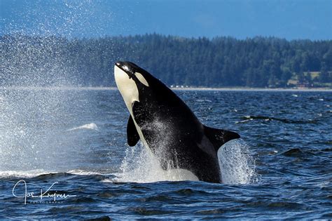 Are Orca Whales Dangerous To Humans