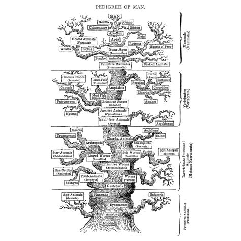 Simple Phylogenetic Tree Of Animals