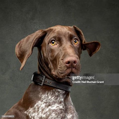 Shocked Dog Face Photos and Premium High Res Pictures - Getty Images