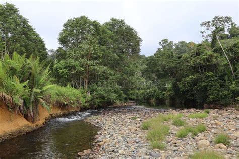 Nature of the Central Kalimantan Forest Stock Photo - Image of beautiful, indonesia: 235416892