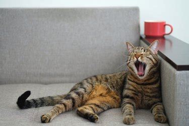 Cat Yawning And Stretching