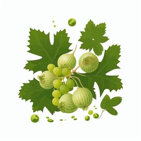 Premium Vector Green Gooseberries Isolated On Background Cartoon Flat