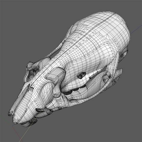 Rat Skull 3d Model 10 3ds C4d Dae Fbx Free3d