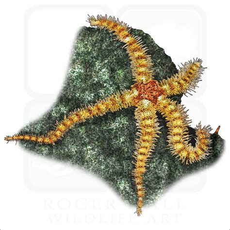 basket star drawing