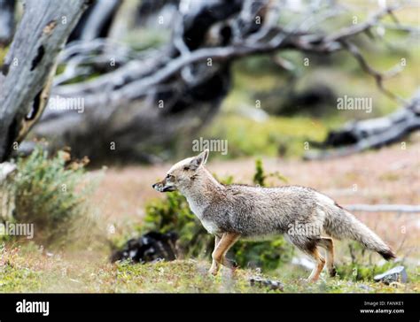 South American Zorro Gris Lycalopex Griseus Parque Nacional Torres