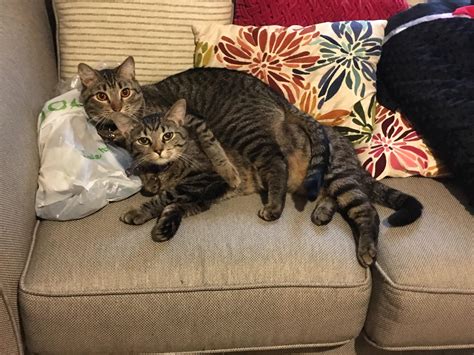 I think my two cats get along now : r/aww