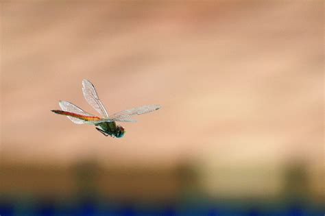 Scopri Come Volano Davvero Gli Insetti