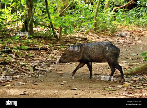 Peccary Jungle Hi Res Stock Photography And Images Alamy