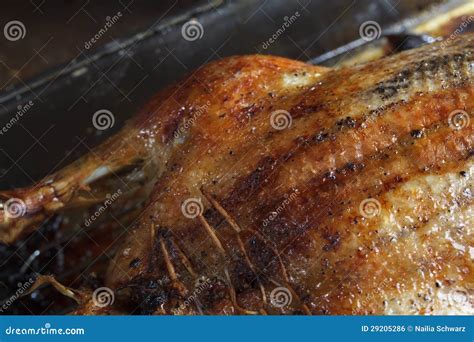 Gebratene Barbery Ente Stockfoto Bild Von Gebraten Nahrung