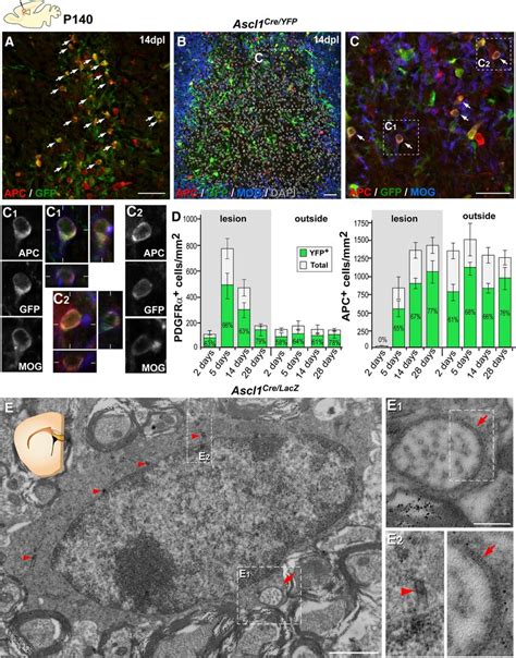 Ascl1 Progenitor Derived Cells Generate Remyelinating Oligodendrocytes