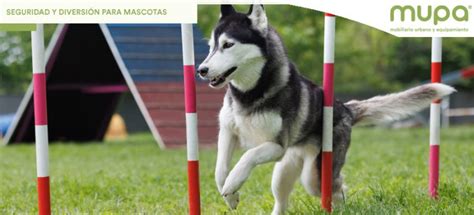 Circuitos Caninos Claves para la Seguridad y Diversión de las Mascotas