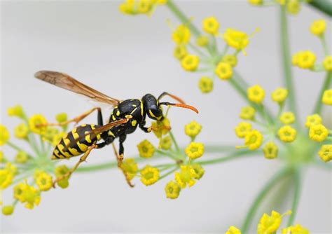 Insectos Archivos Animales