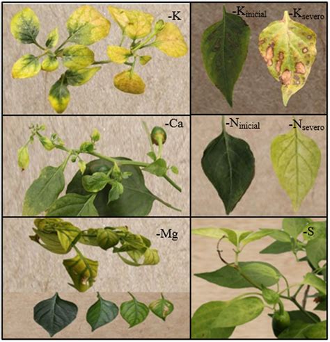 Visual Symptoms Of K Initial And Severe Ca N Initial And Severe Download Scientific
