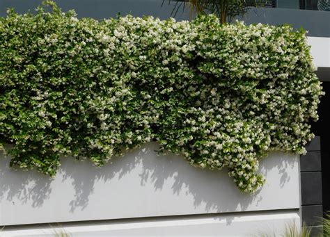 Plantas Trepadoras Con Flor Que Son Bonitas Olorosas Y Embellecen