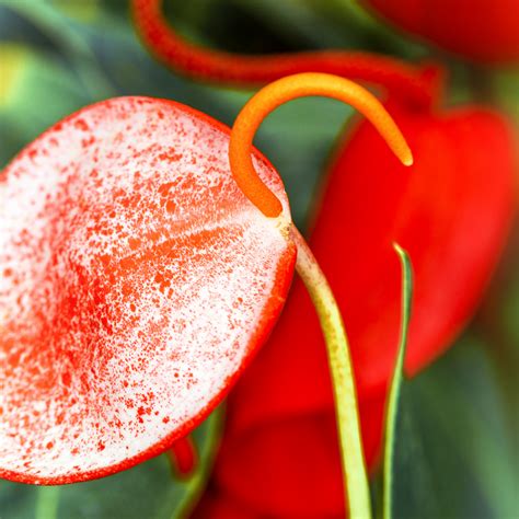 Anthurium Scherzerianum Care And Propagation Teak And Terracotta