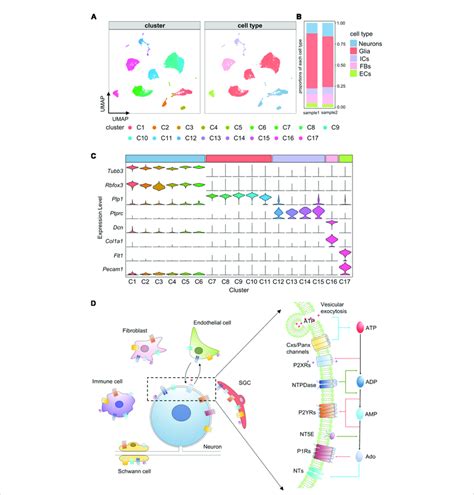 Identification Of Cell Clusters And Cell Types In Tg A Umap