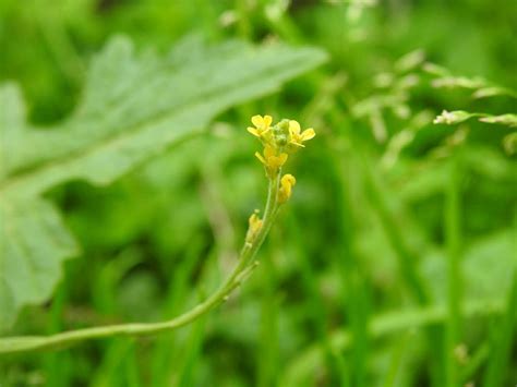 Sisymbrium Officinale Brassicaceae