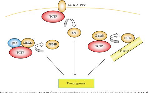 Figure From Biological Effects Of Mammalian Translationally