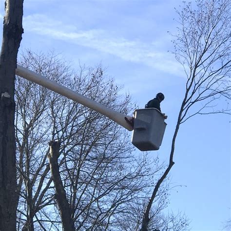 Winter Pruning: I Can See Clearly Now! - Long Hill Tree & Lawn Care