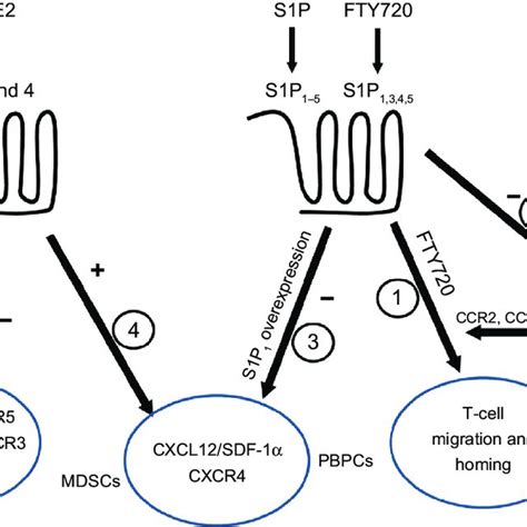 Interactions Among Chemokines And Inflammatory Lipids Notes Both