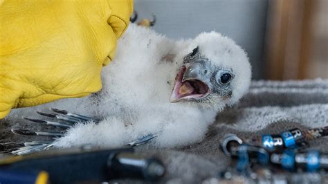 Laurel Honor And Triumph Trio Of Peregrine Falcon Chicks Banded On