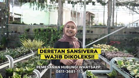 Deretan Sansivera Wajib Dikoleksi Mitra Flora Nusantara Youtube