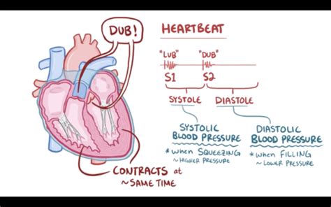 Cardiology Flashcards Quizlet