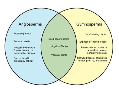 Angiosperm Vs Gymnosperm Leaves