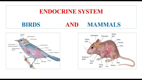 Endocrine System Of Birds And Mammals Youtube