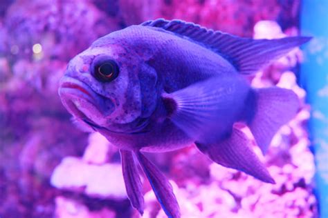 Best Purple Fish Stock Photos Pictures And Royalty Free Images Istock