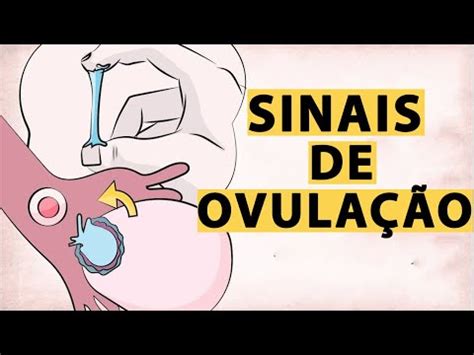 Como Saber Se Estou Ovulando Sintomas De Ovula O Youtube