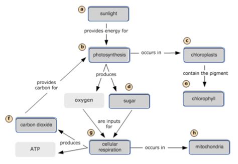 Mastering Biology Chapter Photosynthesis Flashcards Quizlet