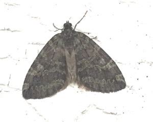 Bay Nature magazine: I Found a Small Brown Moth, What Is It?