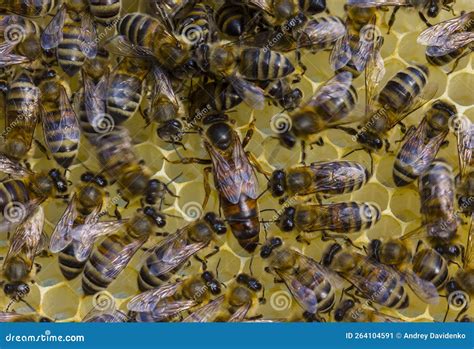 Queen Bee Lays Eggs in Honeycombs Stock Image - Image of look, mistress ...