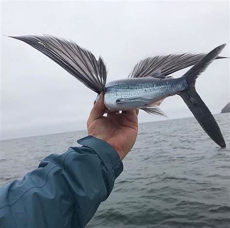 Pourquoi Le Poisson Volant Vole Mer Oc An