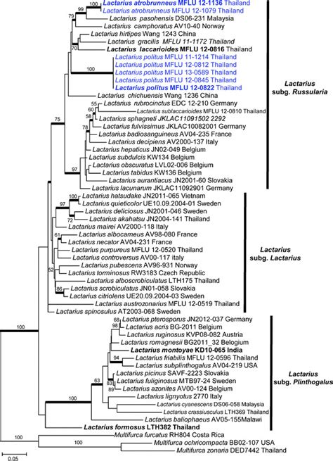 Phylogram Generated From Maximum Likelihood Raxml Analysis Based