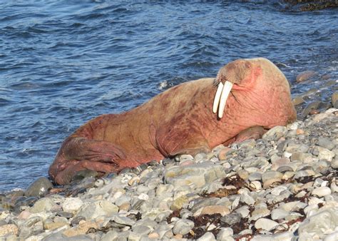 Beloved Walrus Freya Put Down After Getting Too Close To People As