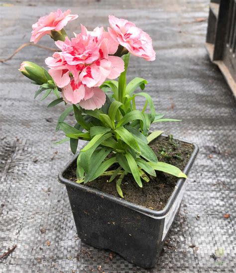 Dianthus Caryophyllus Oscar Red Star