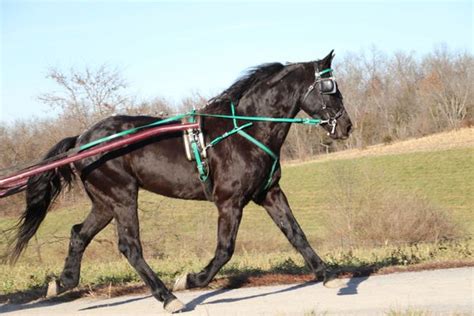 Kentucky Powerball - Platinum Equine Auction