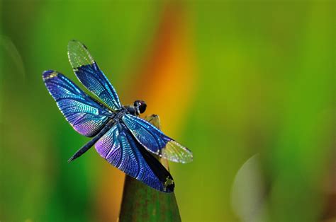 What Do Dragonflies Eat? 7 FAQs That You Want to Know About Dragonflies ...