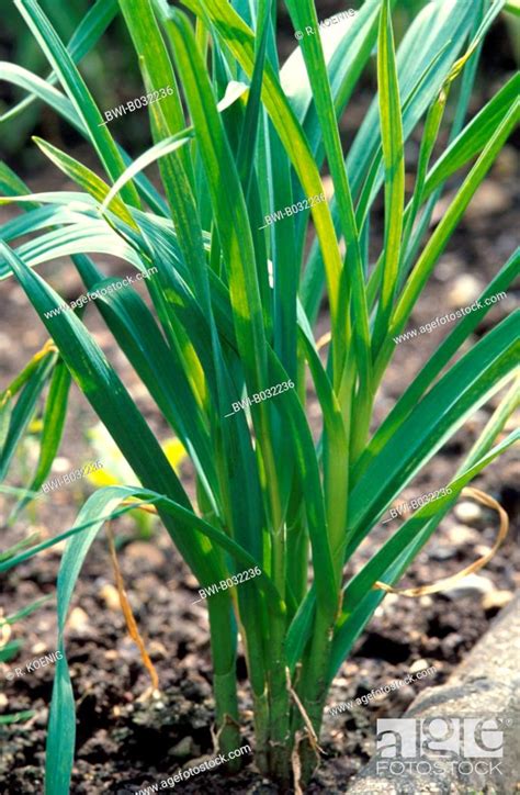 Common Garlic Allium Sativum Leaves Stock Photo Picture And Rights