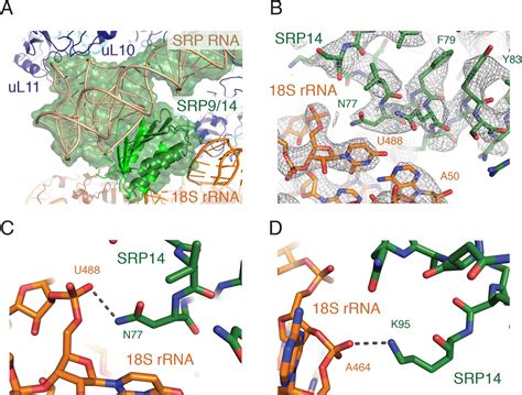 Structures Of The Scanning And Engaged States Of The Mammalian Srp