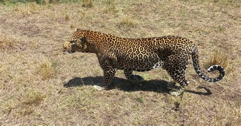 Safari Med Vilde Dyr Dages Maasai Mara Nakuru S En Og Naivasha