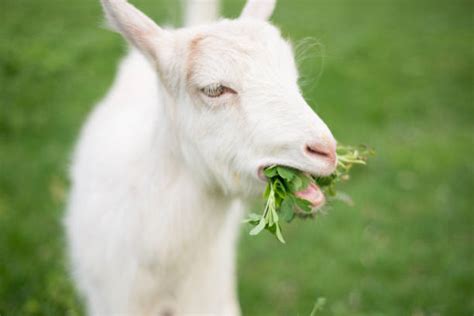 Top 60 Sheep Copulating Stock Photos, Pictures, and Images - iStock