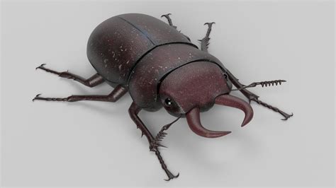 3d Stag Beetle Model Turbosquid 1729204