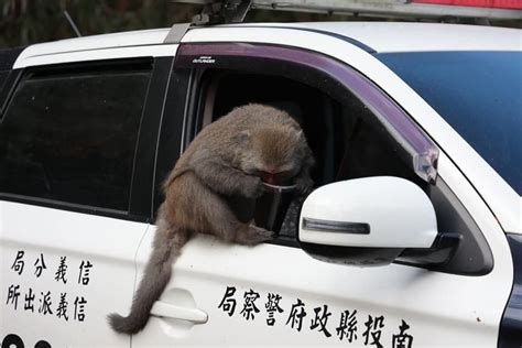 山友氣噗噗！玉山獼猴化身搶匪 掀機車座墊翻食物、開背包拉鍊搜刮 上報 焦點